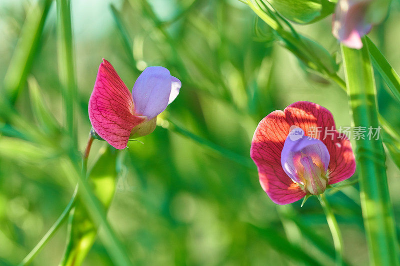 西班牙紫菜- Lathyrus clymenum